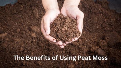  Peat Moss: การใช้ประโยชน์จากตะไคร่น้ำในอุตสาหกรรมเกษตรและการดูแลร่างกายหรือไม่?!