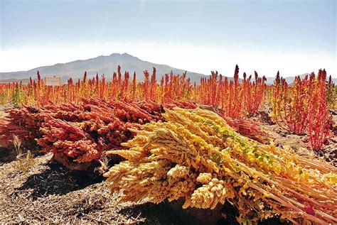  Quinoa: Superfood for Human Consumption and Sustainable Agricultural Innovation!